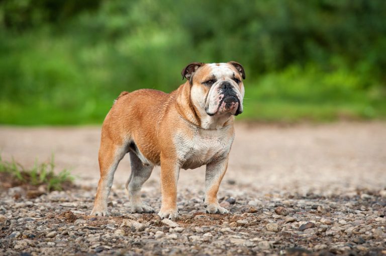 Englische Bulldoggen Welpen zu verkaufen: Worauf beim Welpenkauf zu achten ist
