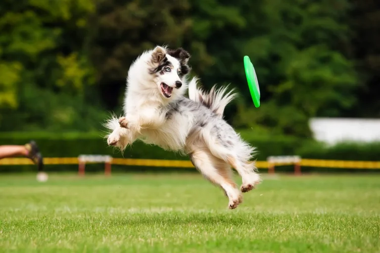 Hunde Frisbee: Das ideale Spiel für Bewegung und Training
