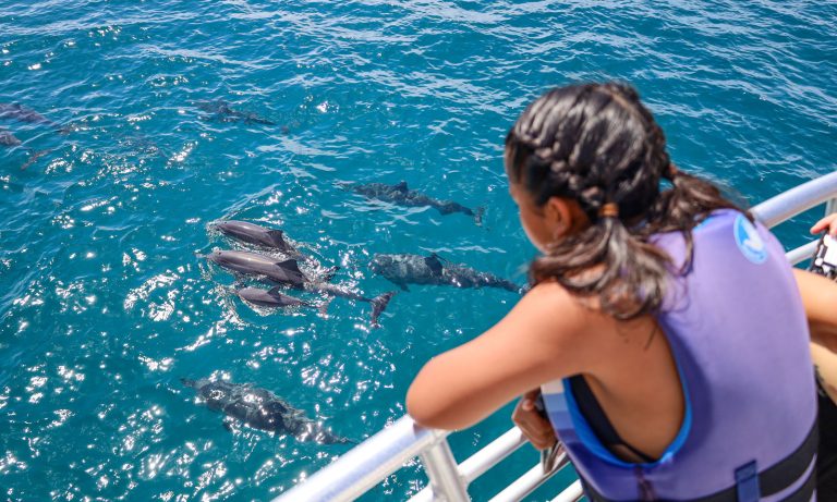Lohnt sich eine Delfin Tour Hurghada? Vorteile einer privaten Speedboot-Tour mit zwei Schnorchelstopps