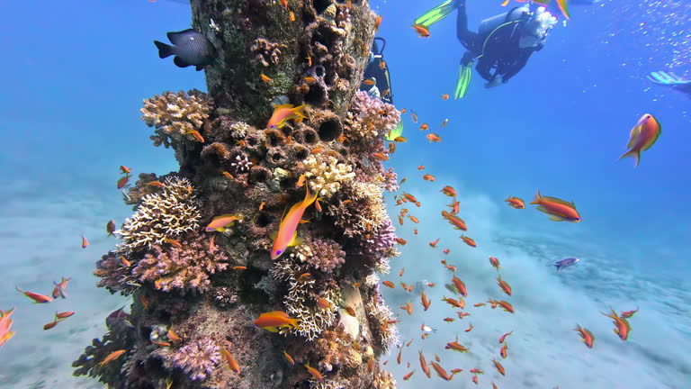Tauchen Hurghada: Warum das Rote Meer bei Tauchern so beliebt ist